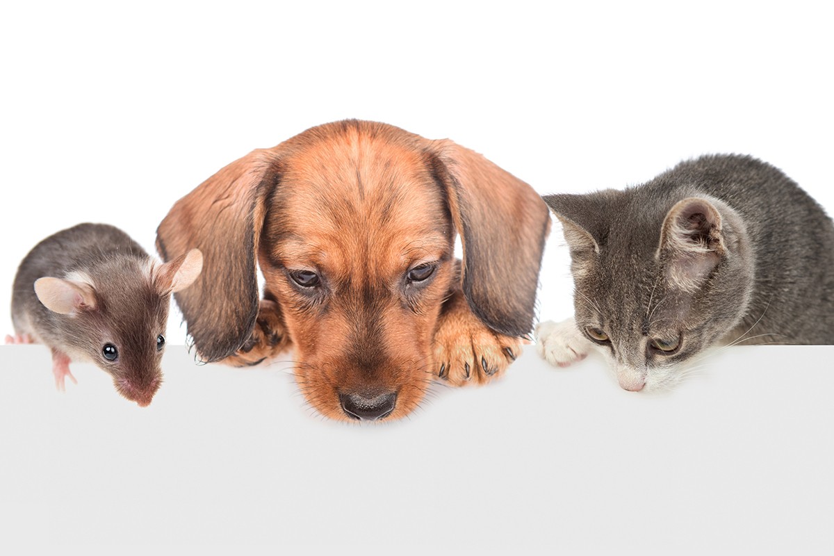 hc-stahlfunken-hund-katze-maus